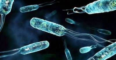 Умирающие бактерии издают «предсмертный крик» и предупреждают остальных об антибиотике - enovosty.com