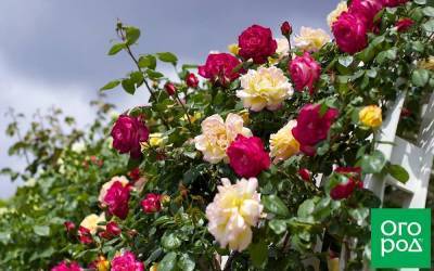 Англия - Какие розы купить этой осенью: новые сорта 2020 - skuke.net - Дания