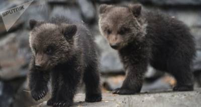 Они ничего не боятся: в Валкском районе грибники встретили двух медвежат - lv.sputniknews.ru - Эстония - Рига - Латвия