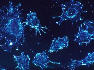 Кокарбоксилаза подавляет клетки опухоли, не действуя на здоровые клетки - polit.ru - Россия