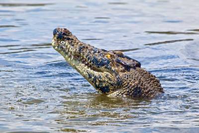 Крокодил откусил ногу рыбаку - lenta.ru - Уганда - Iran