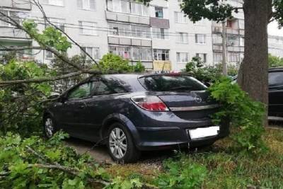 Дерево рухнуло на автомобили в городском круге Серпухов - serp.mk.ru - городское поселение Серпухов