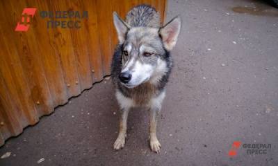 В Алтайском крае женщина натравила собаку на полицейского - fedpress.ru - Барнаул - Алтайский край - Заринск