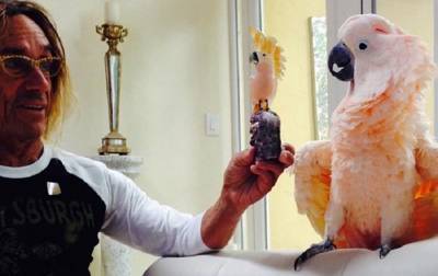 Попугай Игги Попа стал попечителем госпиталя для животных - korrespondent.net - США - Австралия