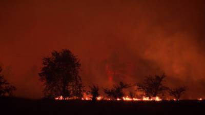 Мощный лесной пожар вблизи воронежского хутора потушили спустя сутки - vestivrn.ru - район Лискинский