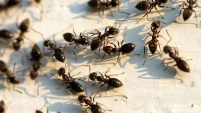 Садовые муравьи на приусадебном участке – польза, вред, народные методы борьбы - skuke.net