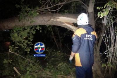 Упавшие деревья полностью заблокировали проезжую часть в Новосибирске - novos.mk.ru - Новосибирск - район Калининский, Новосибирск