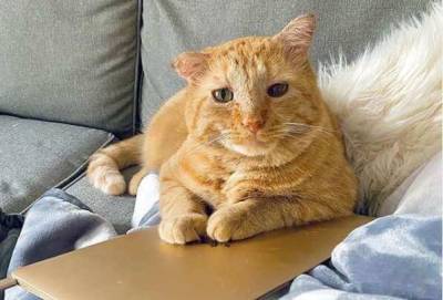 Брюс Уиллис - Депрессивный кот Брюсс Уиллис нашел хозяйку и стал счастливым - live24.ru - США