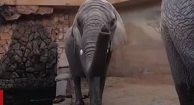 Стало известно, как в Варшавском зоопарке будут спасать слонов от стресса (ВИДЕО) - enovosty.com - Варшава