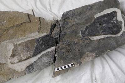 Сотрудница музея случайно нашла кость динозавра во время пробежки по пляжу - lenta.ru - Шотландия - Эссекс