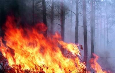 Число лесных пожаров в мире возросло на 13% - korrespondent.net