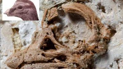 3D-модель черепа зародыша динозавра установила необычный факт - piter.tv - Словакия