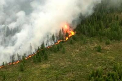 За сутки в России потушили 19 лесных пожаров - aif.ru - Россия