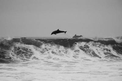 На побережье Маврикия обнаружили около 40 погибших дельфинов - aif.ru - Маврикий