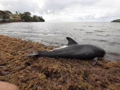 В Индийском океане погибло около 40 дельфинов. Вероятная причина – разлив нефти - gordonua.com - Япония - Маврикий