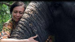 "Они мучают слонов, а потом проливают крокодиловы слезы". Что делают со слонами в Индии - bbc.com - Индия - Канада - India - штат Керала