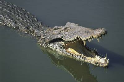 60-летний мужчина отбился от крокодила мачете - lenta.ru - Santos - Mexico