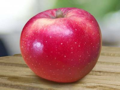 Создан новый сорт яблок, адаптированный к глобальному потеплению - polit.ru - Испания - Новая Зеландия