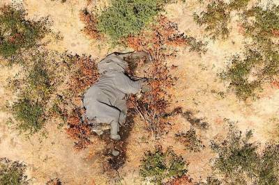 Учёные выяснили причину массовой гибели слонов в Ботсване - inform-ua.info - Ботсвана
