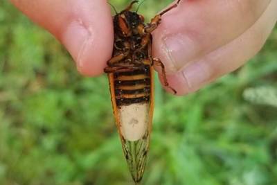 Подконтрольных грибу-паразиту цикад-зомби снова заметили на полях - lenta.ru - штат Западная Виргиния