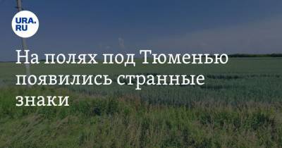 Павел Ситников - На полях под Тюменью появились странные знаки. ФОТО - ura.news - Тюмень - Тюменская обл. - район Исетский