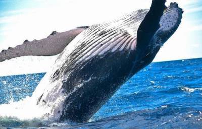 В Австралии горбатый кит ранил женщину - argumenti.ru - Австралия - с. Вместе - Нападение