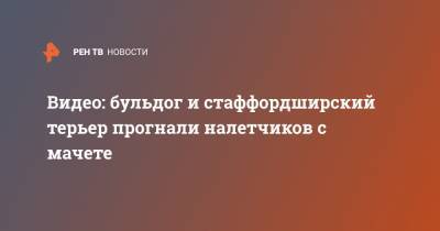 Видео: бульдог и стаффордширский терьер прогнали налетчиков с мачете - ren.tv