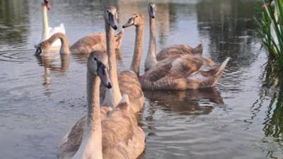 В озере на Волыни поселились юные лебеди - ru.espreso.tv - Украина