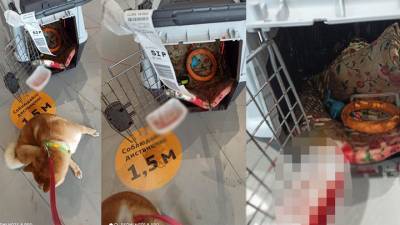 Прокуратура не нашла нарушений при перевозке собак "Аэрофлотом" - vesti.ru - Москва - Симферополь - Петропавловск-Камчатский