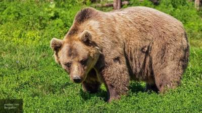 Медвежонок испугался городской суматохи в Прикамье - newinform.com - Березники