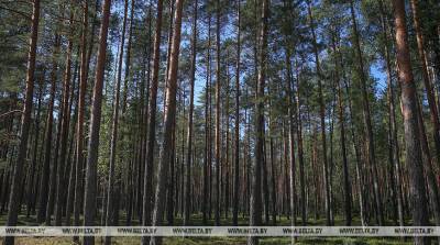 В Минской области спасатели дважды за минувшие сутки искали потерявшихся в лесу - belta.by - Минск - район Минский
