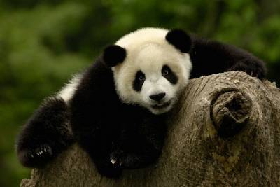 В Китае фотоловушка поймала писающих диких панд - trud.ru - Китай - провинция Ганьсу