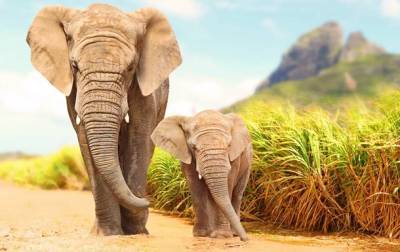 В Зимбабве загадочно погибли 11 слонов - korrespondent.net - Зимбабве - Ботсвана