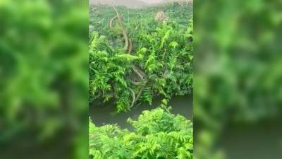 Ожесточенная схватка огромных змей в Индии попала на видео - iz.ru - Израиль - India