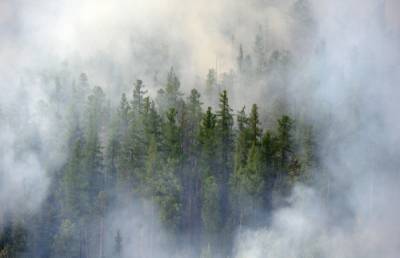 В Курганской области из-за аномальной жары введен запрет на посещение лесов - interfax-russia.ru - Курганская обл.