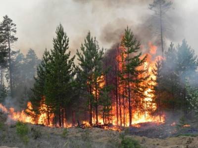 В Курганской области снова начались природные пожары, введен запрет на посещение лесов - znak.com - Курганская обл. - район Варгашинский
