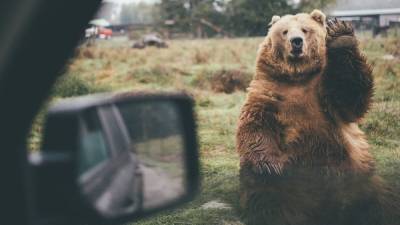 Медведь в США ворвался в автомобиль, чтобы забрать мусор - politros.com - США - шт. Калифорния