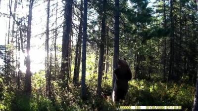 Медведь из Кандалакшского заповедника "станцевал" под Джо Кокера - piter.tv - Приморье край