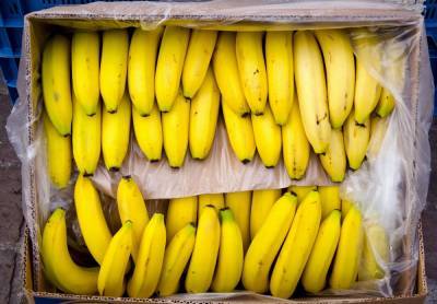 Опасные бананы завезли в Одесскую область, фото: "на 200 миллионов..." - odessa.politeka.net - Украина - Эквадор - Одесская обл. - Южный