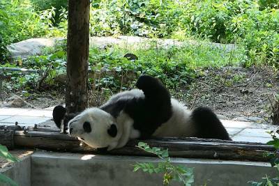 На востоке Китая отметили день рождения панд-близнецов - trud.ru - Китай - провинция Фуцзянь