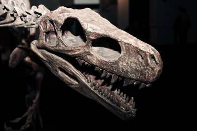 Ученые нашли в останках динозавра, жившего на Земле 76 млн лет назад, раковую опухоль - argumenti.ru