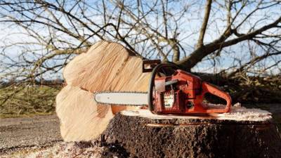 В Удмуртии спиленое дерево насмерть придавило 11-летнего мальчика - piter.tv - Россия - респ. Удмуртия