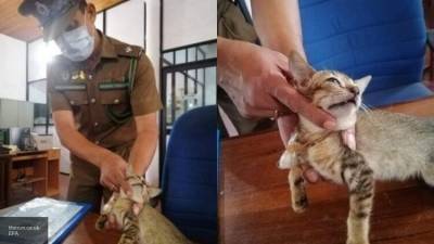 Вадим Наумов - Полиция Шри-Ланки задержала кота-контрабандиста с пакетом наркотиков на шее - nation-news.ru - Шри Ланка - Коломбо