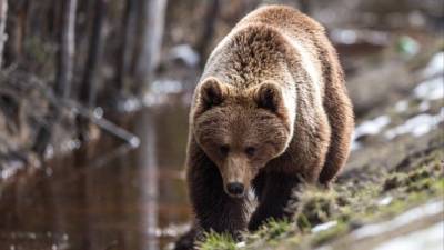 Мужчины на лодке в упор расстреляли медведя на Байкале — видео (18+) - 5-tv.ru - Байкал