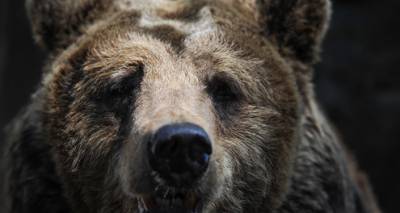 Грибники встретили медведя в лесу под Стренчи - lv.sputniknews.ru - Рига - Латвия
