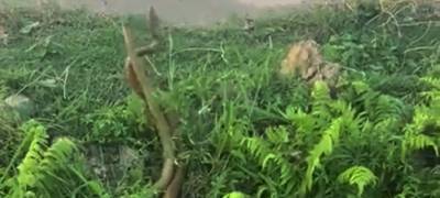 Огромные змеи устроили ожесточенную схватку (ВИДЕО) - stolicaonego.ru - India