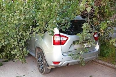 Из-за ветра или аварийное: в Новосибирске дерево упало на автомобиль - novos.mk.ru - Новосибирск - район Ленинский - Советск - Горск