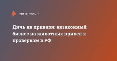 Дичь на привязи: незаконный бизнес на животных привел к проверкам в РФ - ren.tv - Россия