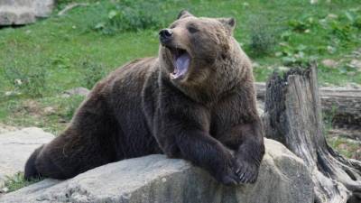 В Сочи 11-летний мальчик погиб после нападения двух диких медведей - piter.tv - Сочи - Краснодарский край - Дагомыс