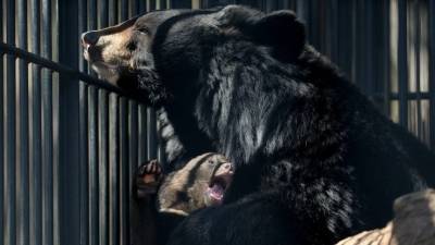 Кадры из заповедника, где медведи разорвали ребенка — видео - 5-tv.ru - Сочи